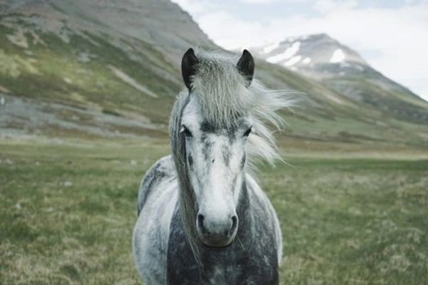 Gray horse in a mountain landscape