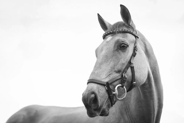 Elegant horse in monochrome profile image