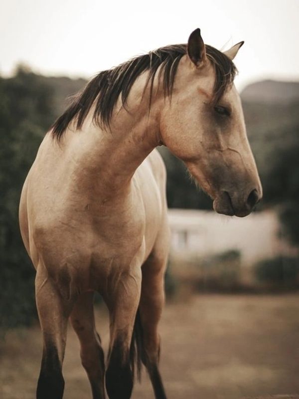 Graceful horse with dark mane