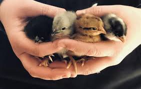 Hands gently holding four baby chicks
