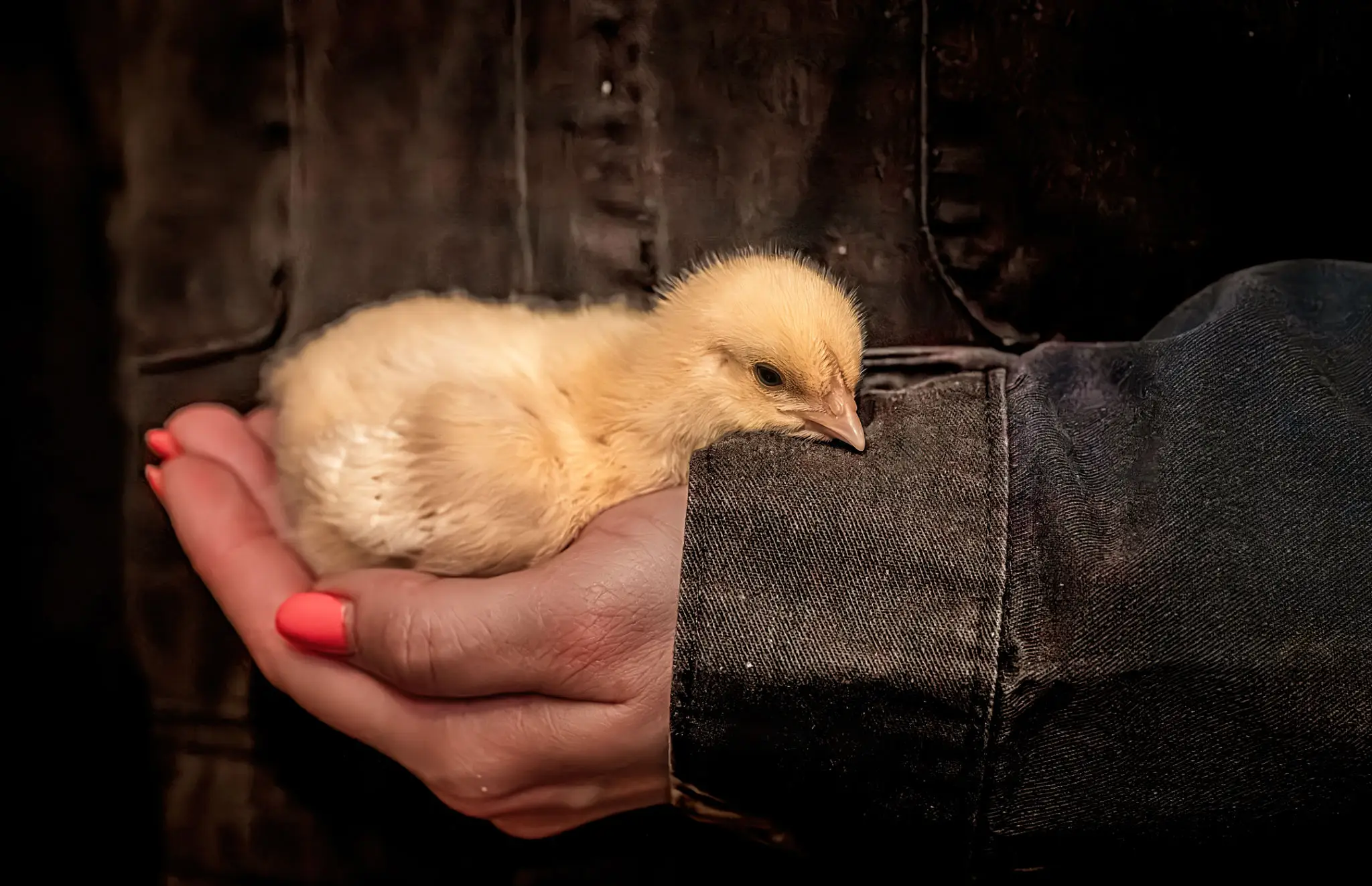 Yellow chick resting in cupped hands